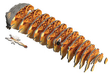 Load image into Gallery viewer, Desert Spadefoot Toad - BEST SELLER