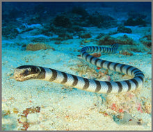 Load image into Gallery viewer, Torch and Projector - Most Deadly