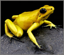 Load image into Gallery viewer, Torch and Projector - Most Deadly