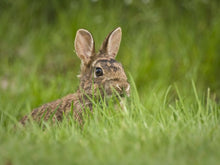 Load image into Gallery viewer, Outdoor Adventure Binoculars - BEST SELLER