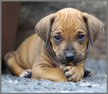 Load image into Gallery viewer, Torch and Projector - Puppy