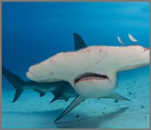 Load image into Gallery viewer, Torch and Projector - Shark - BEST SELLER