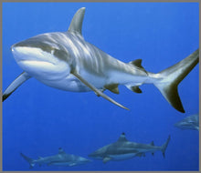 Load image into Gallery viewer, Torch and Projector - Shark - BEST SELLER